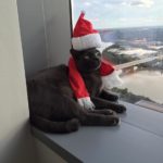 Even Lucius loves holiday time!