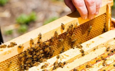 How to Start Beekeeping – 10 Considerations l EP# 98