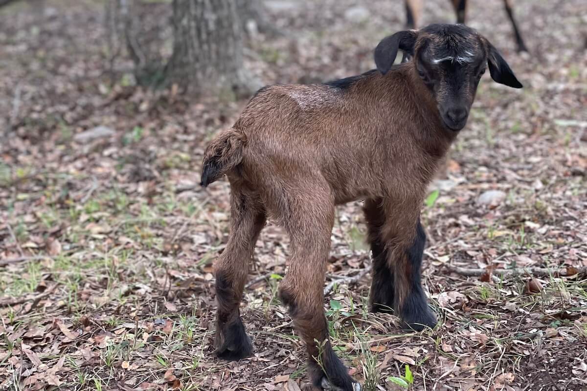 Surprise Baby Goat